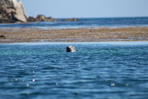 Grey Seals off the coast of the UK on the Isles of Scilly