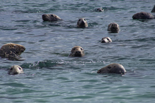 Seals near Vancouver: A group of seals basking on a rocky shoreline, enjoying the sun with the ocean in the background, highlighting the area's rich marine wildlife.