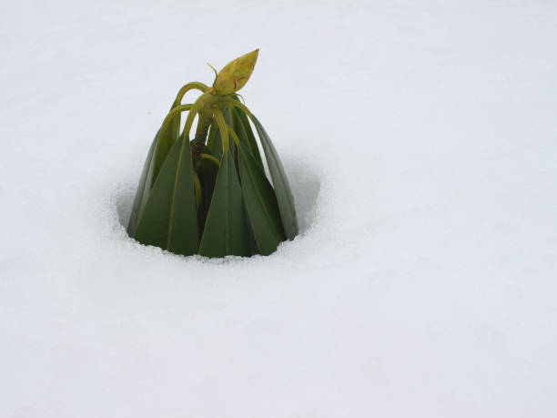 Plant rising from the snow covered soil
