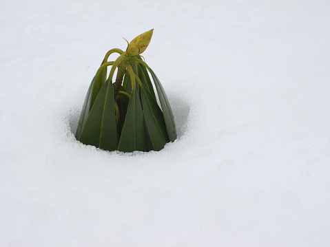 a plant in the snow, closeup of photo
