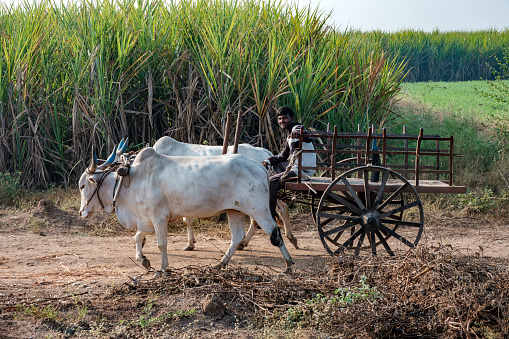 Pune, India - December 31 2023: Bullock carts for transportation of sugarcane in the countryside near Pune India.