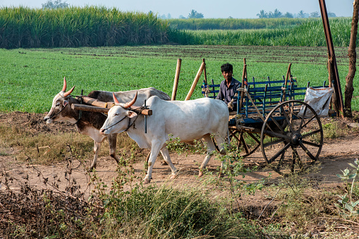 Pune, India - December 31 2023: Bullock carts for transportation of sugarcane in the countryside near Pune India.