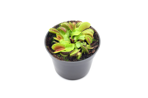 Venus Flytrap (Dionaea muscipula) in a flower pot against a white background. The carnivorous plant grabs insects with its distinctive trapping leaves.