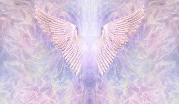 White wing isolated on pink background