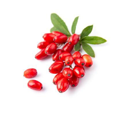 Barberry on white backgrounds