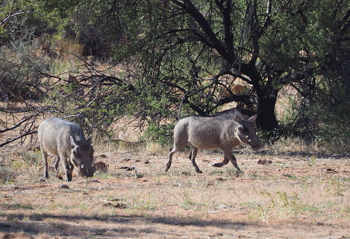 common warthog (Phacochoerus africanus) near Namibsgreen