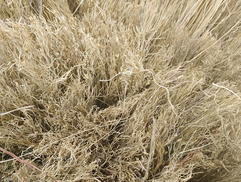 A bed of hay or straw