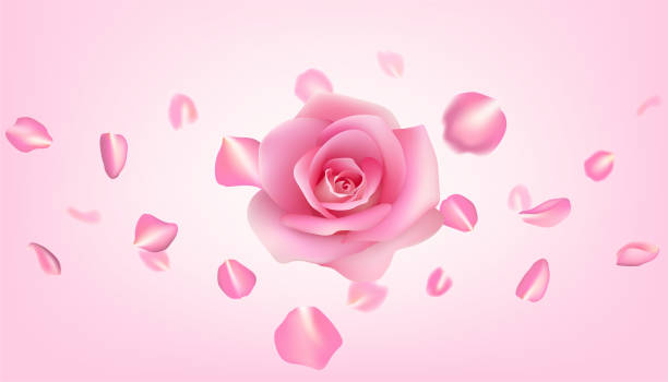 istock A romantic pink rose realistic illustration, with flying petals. The realistic Valentine's Day design an ideal choice for cards, invitations, perfume commercial and decorative themes. Not AI. 1901895312