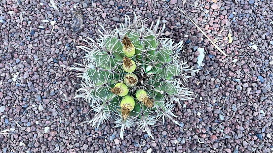 Cactus - different ones