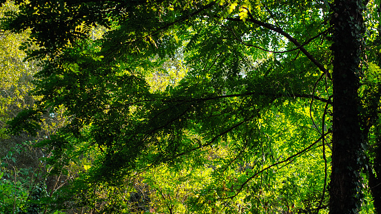 Close view of green plants and trees, in the Landes of Gascogne forest