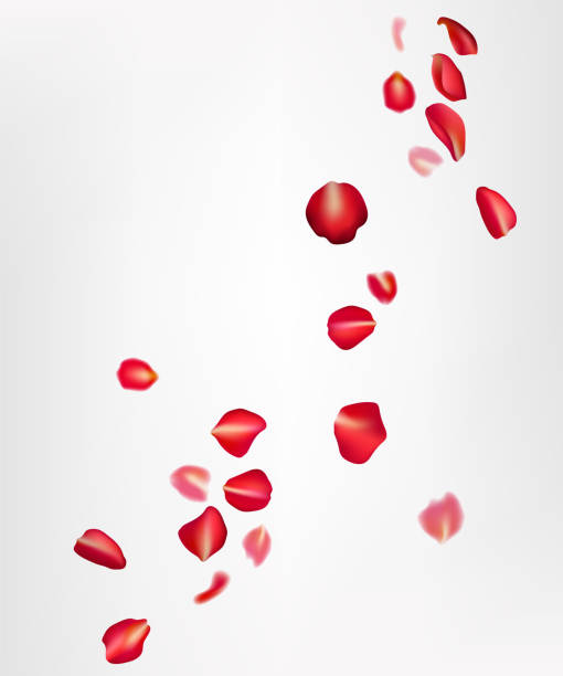 istock Realistic flying red rose petals on a white background. Perfect for romantic cards, weddings, and Valentine's Day celebrations. The design creates a beautiful, natural, and festive atmosphere. Not AI 1901910042