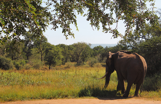A single elephant alone stood underneath a tree looking over the sunny grassland of South Africa on safari.