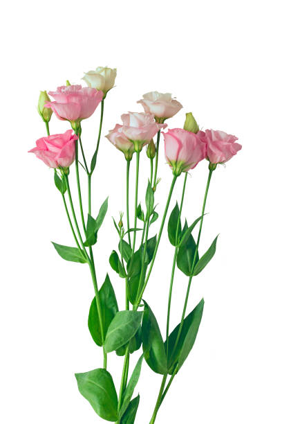istock A bouquet of delicate pink and white eustoma  lisianthusflowers. Isolate. 1901919525