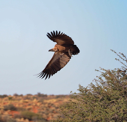 white-backed vulture (Gyps africanus)