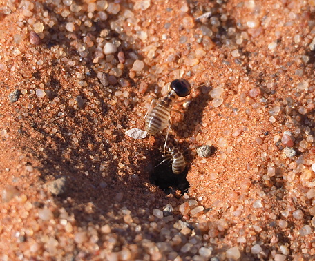 A small venomous scorpion ,Centruroides vittatus,  isolated on a white background.