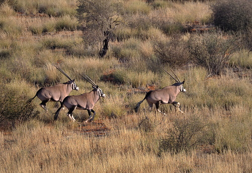 Gemsbok, or South African oryx (Oryx gazella)