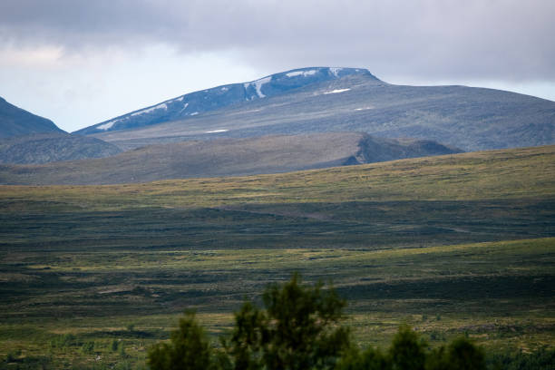 A reindeer on top of a hill