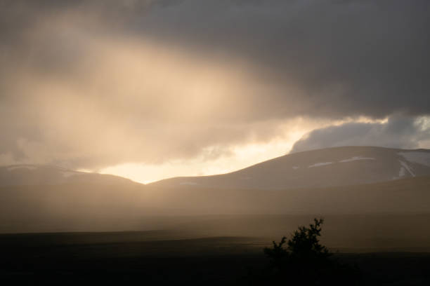 istock Wildlife, Dovrefjell, Norway - 2023 1901955014