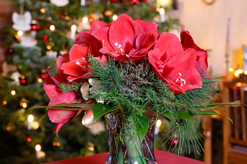 Amaryllis Christmas Flowers Arrangement in Front of Christmassy Room Decoration