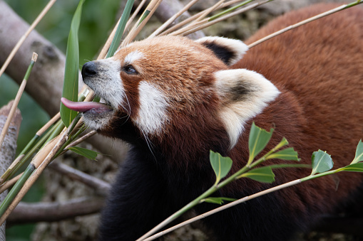 Roter Panda beim fressen