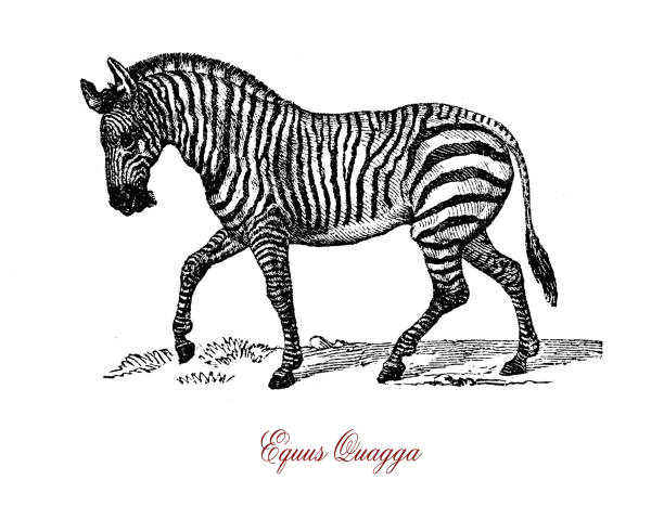 illustrations, cliparts, dessins animés et icônes de gravure du zèbre des plaines (equus quagga), vintage - kruger national park illustrations