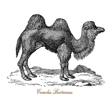 The Bactrian camel (Camelus bactrianus) is a large even-toed ungulate native to the steppes of Central Asia. The Bactrian camel has two humps on its back, in contrast to the single-humped dromedary camel.