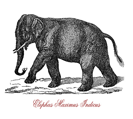 The Indian elephant (Elephas maximus indicus) is one of three recognized subspecies of  Asian elephant  native to mainland Asia.