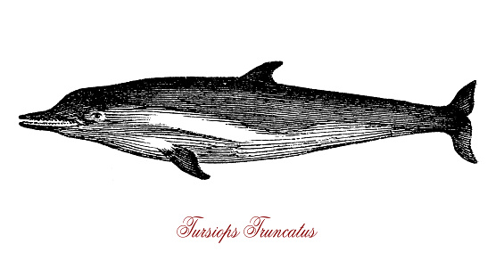 The Tursiops truncatus (bottlenose dolphin) is the most well-known species from the Delphinidae family. It has a bigger brain than that of humans and is recognized as highly intelligent.