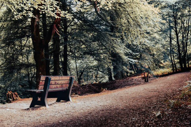Free Stock Photo of Park Bench in Middle of Forest | Download Free ...