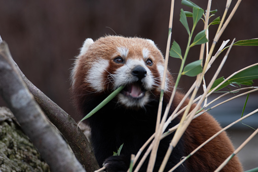 Roter Panda beim fressen
