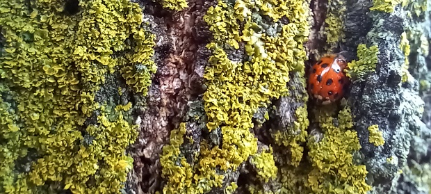 A ladybug is nestled between moss and bark of a tree trunk.