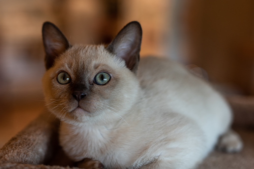 Blue Point Tonkinese kitten looking out at the world with aquamarine eyes.