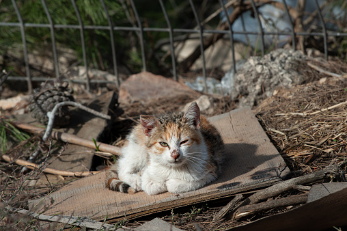 A mangy, calico, feral kitten rests with paws curled inward in sunshine on a discarded wooden board in a forest.