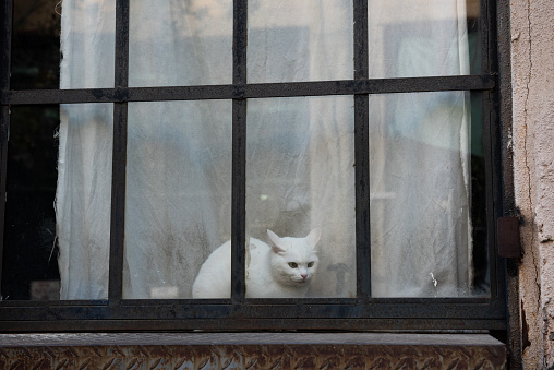 Pure white cat sits in a window frame with ears pricked and face pulled back, looking frightened.