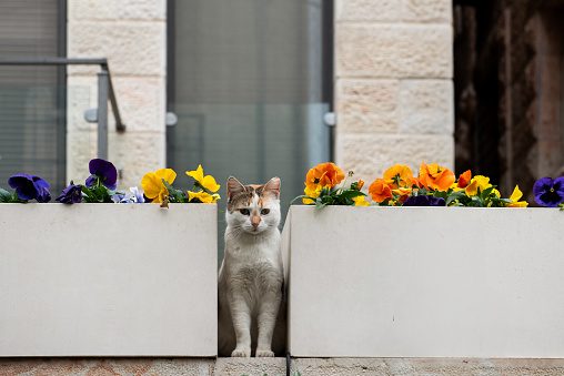 A young, calico, feral street cat looks out from a perch between two white ceramic planters with a mixture of colorful pansy flowers.