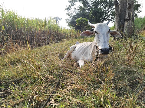 An old domestic Khillari breed cow is sitting on grass on a sunny day
