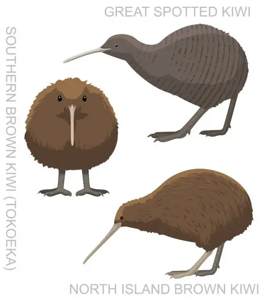 Vector illustration of Cute Bird Kiwi Set Cartoon Vector