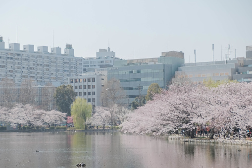 Panoramic of beauty of cherry blossoms in spring within the gardens of Goryokaku in Hakodate, Japan