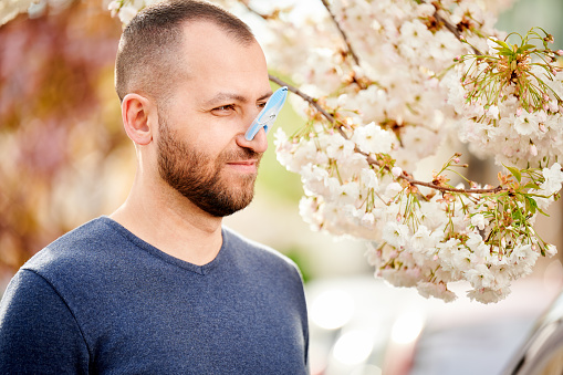 Man allergic suffering from seasonal allergy at spring. Bearded man with clothespin clipped to his nose - symbolic gesture of his inability to breathe due to nasal congestion near blooming tree.
