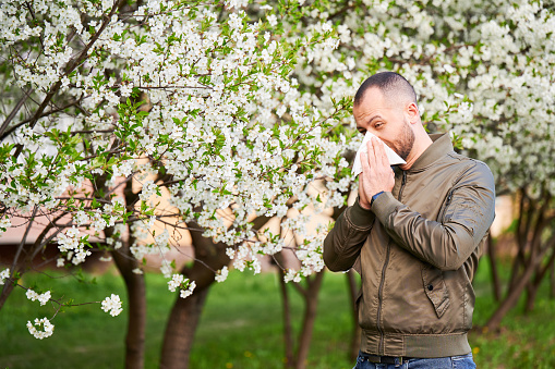 Man allergic suffering from seasonal allergy at spring in blossoming garden at springtime. Man sneezing and blowing nose using nasal handkerchief in front of blooming tree. Spring allergy concept.