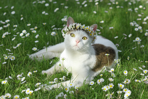 Beautiful cat in a wreath of daisies on green grass. Flowering Chamomile. Cat in a crown wreath of chamomilla flowers sits in the grass in the garden. Cat with a wreath of white Daisies. Spring