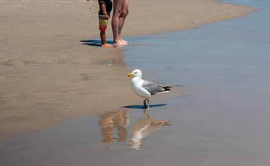 A seagull standing on a beach at the edge of the water with a reflection.