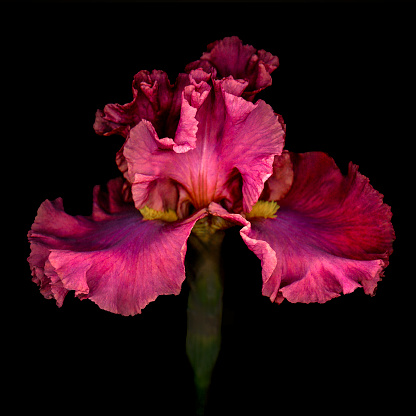 Red Iris flower isolated on black background