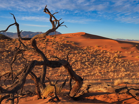 Desert landscape at sunrise with granite rocks and a quiver tree (Aloe dichotoma), Namibia, southern Africa