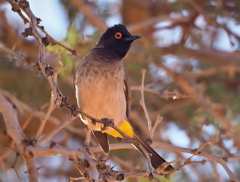 African red-eyed bulbul or black-fronted bulbul (Pycnonotus nigricans) in Namib Rand Nature Reserve in Hardap region