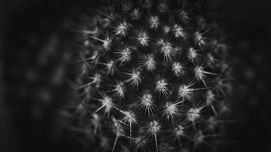 Cactus macro