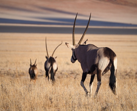 gemsbok, or South African oryx (Oryx gazella) in !Karas region