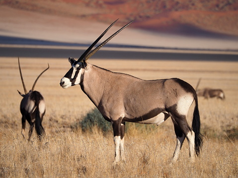 gemsbok, or South African oryx (Oryx gazella) in !Karas region