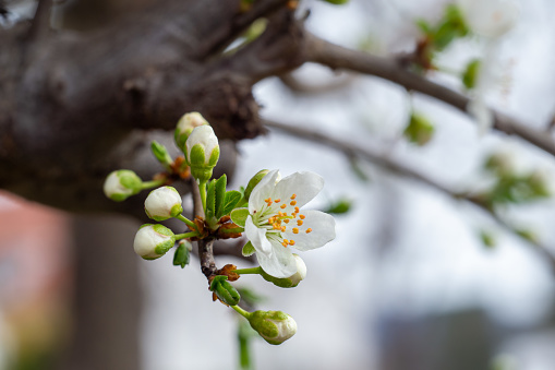 One blossoming flower and several unopened apricot buds on a tree branch
