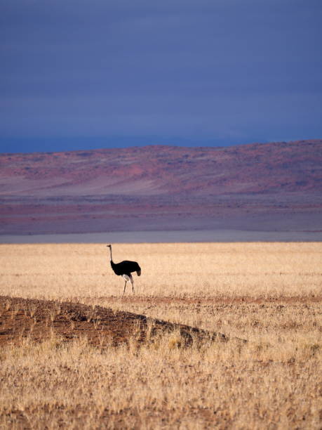 istock ostrich walking in the savannah 1902096103